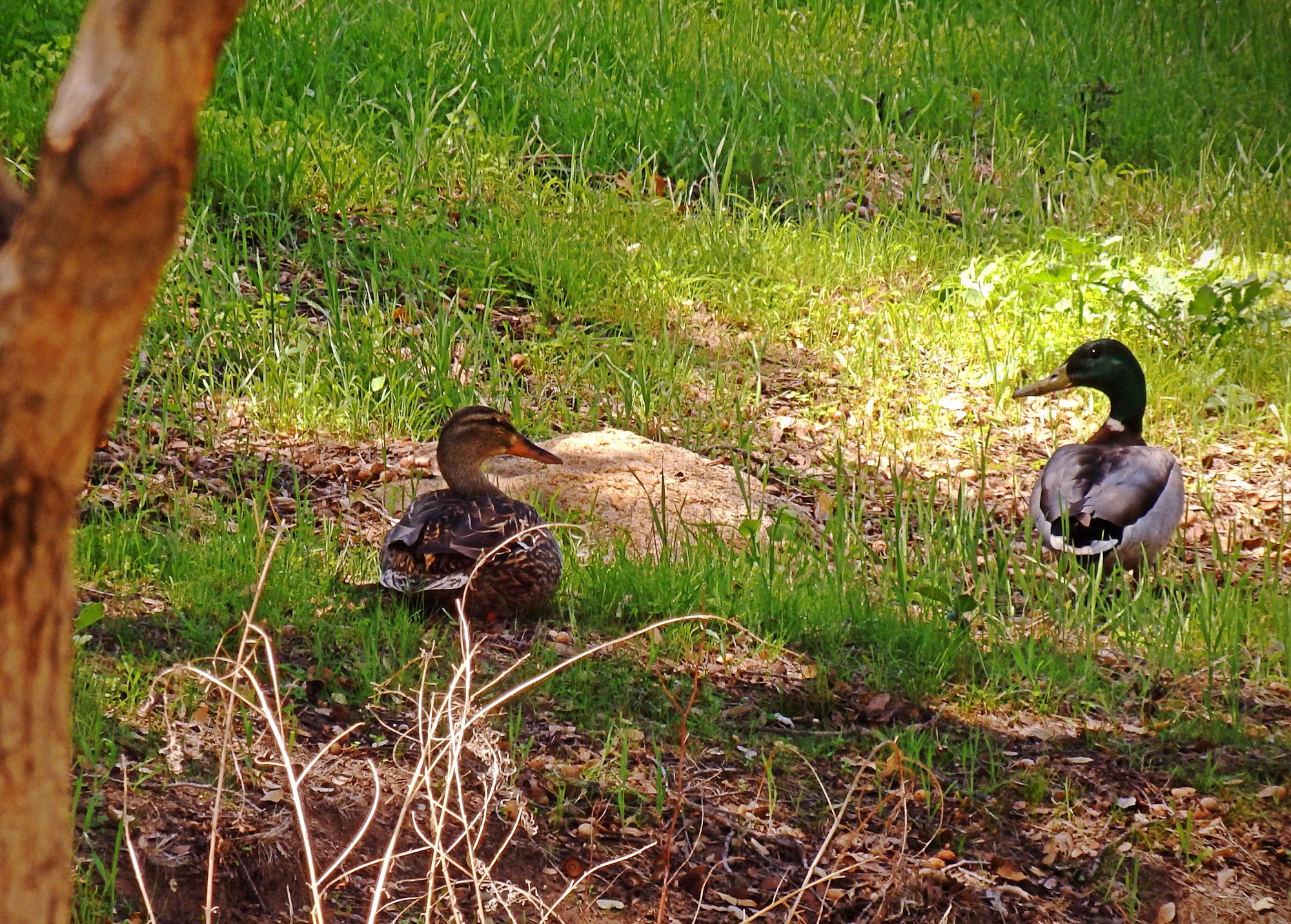 P4080144 xvcrop.jpg