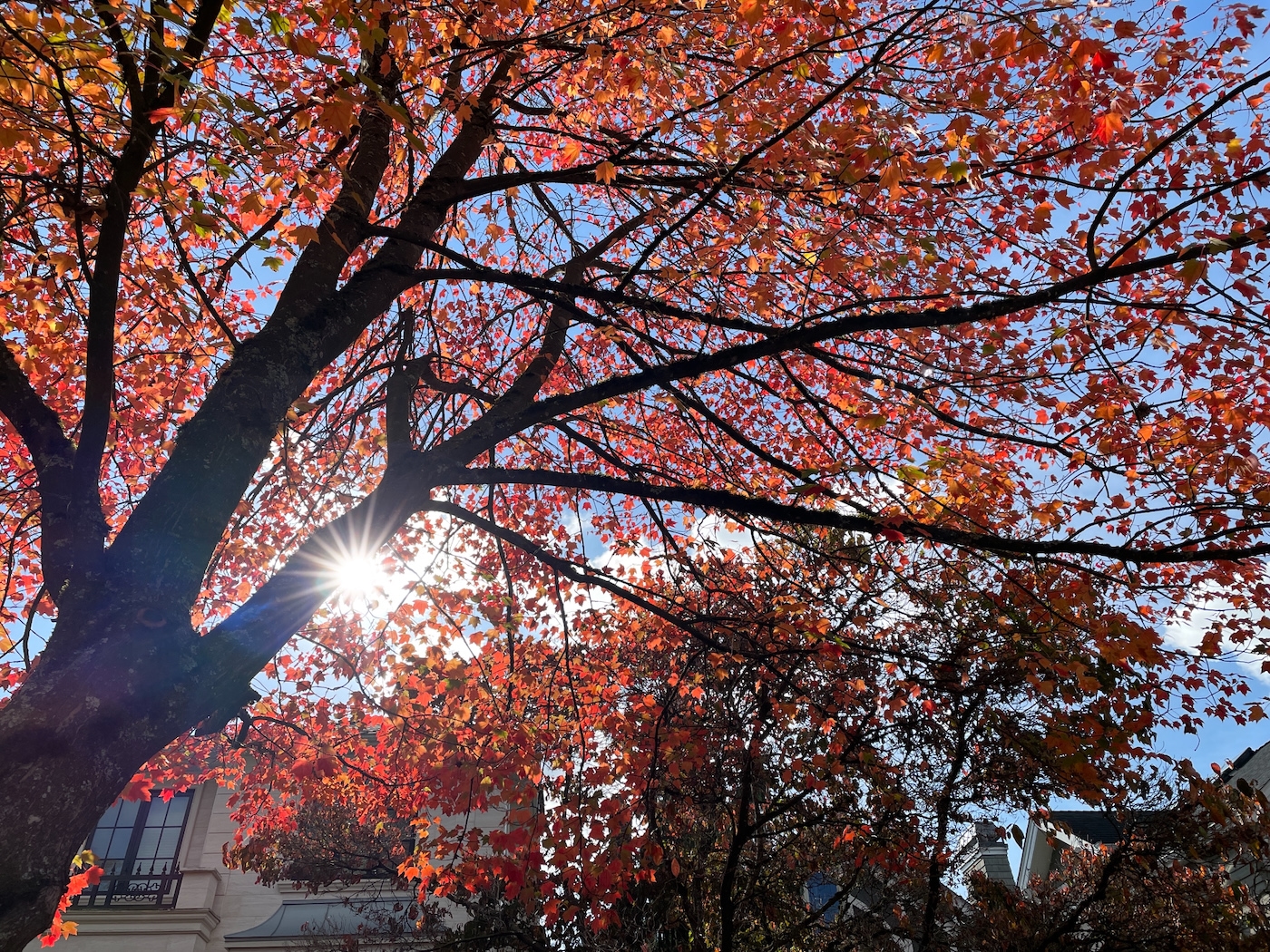 P52 Sunburst  October  - 1 (4).jpeg