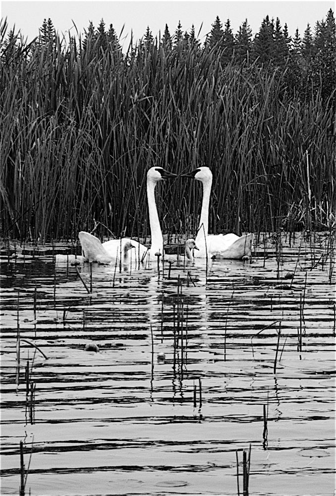 P7140351b&w.jpg