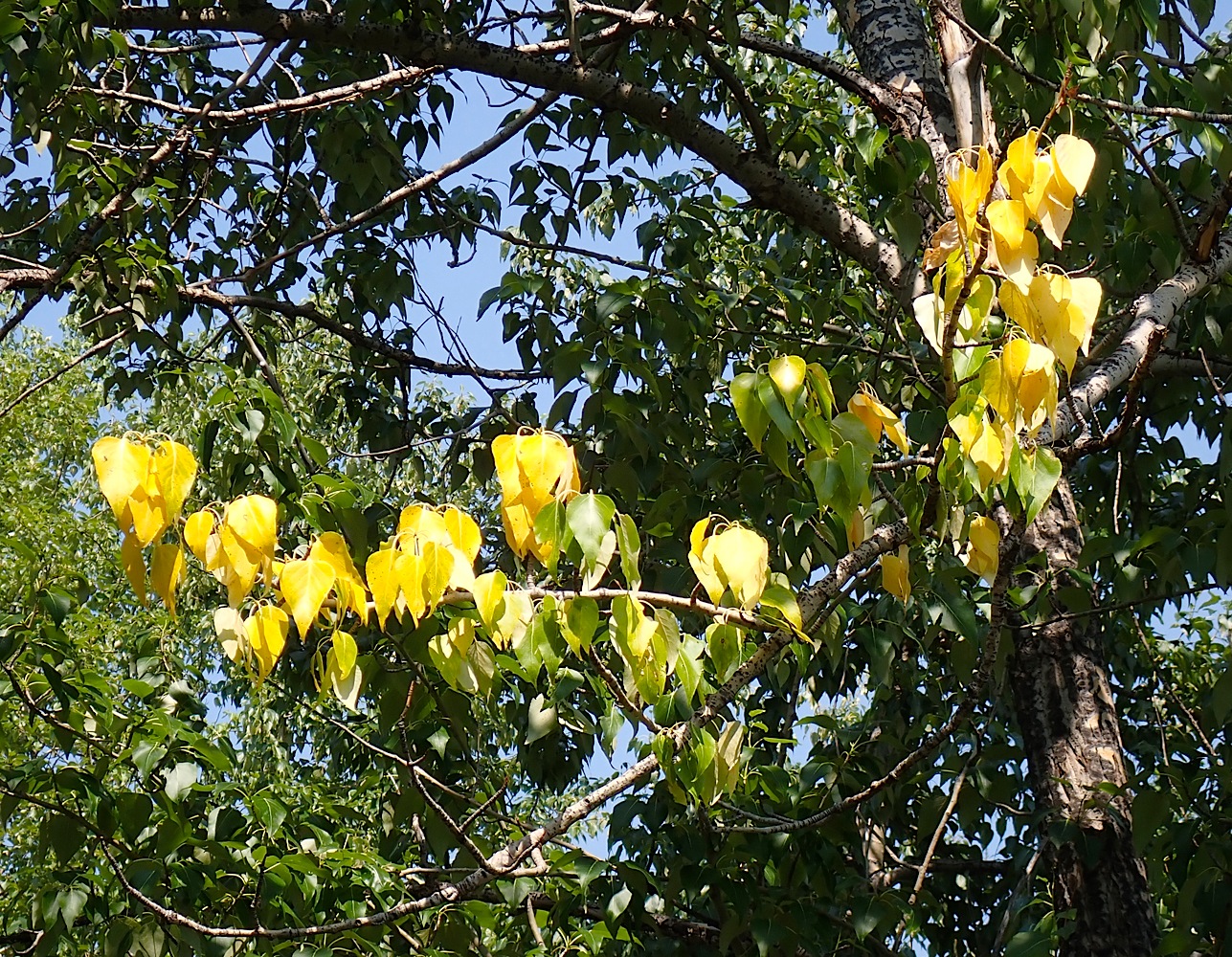 P7150355.jpg