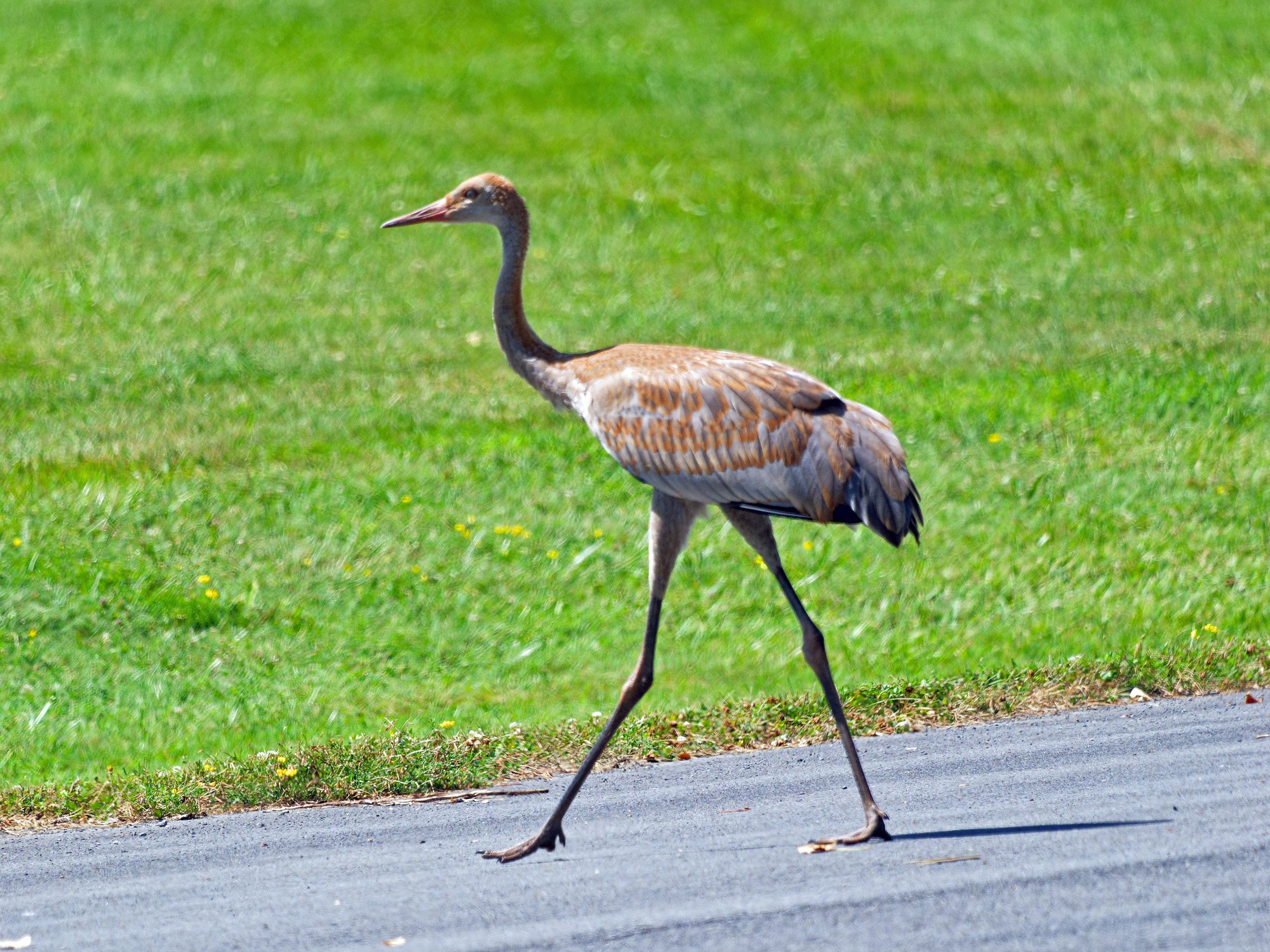P7170098_DxO2k.jpg