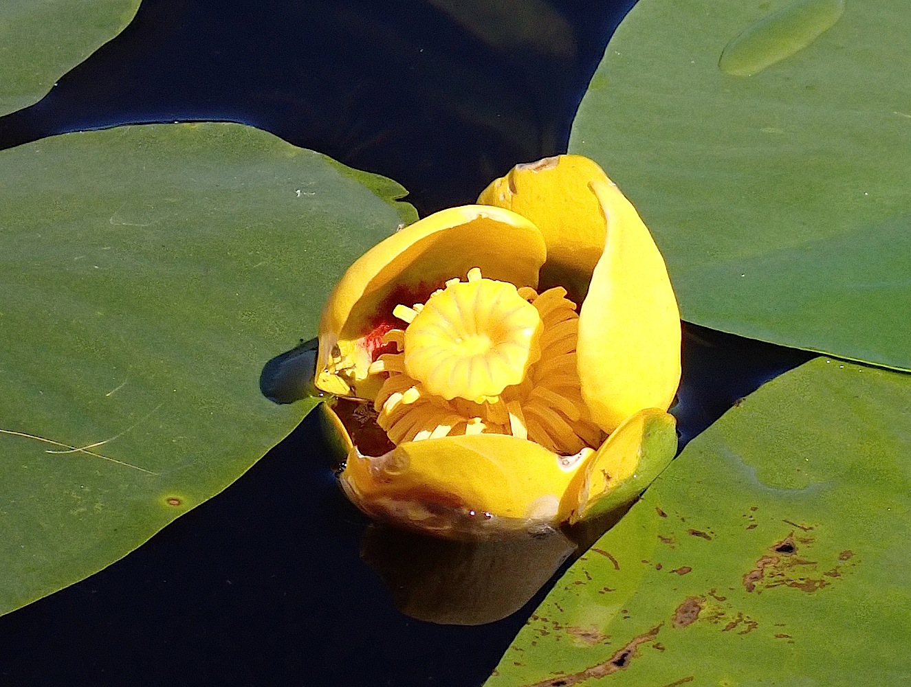 P8100350A.jpg
