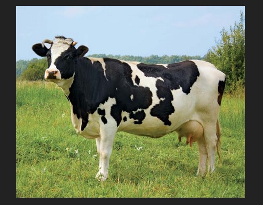 packaged milk.jpg