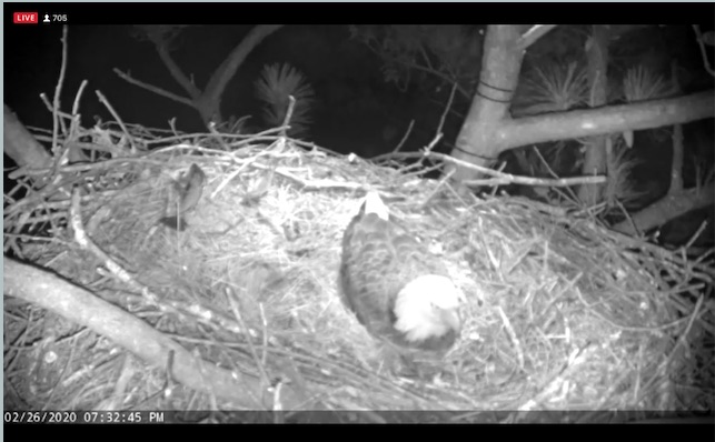 papa eagle still minding the 2nd egg.jpg