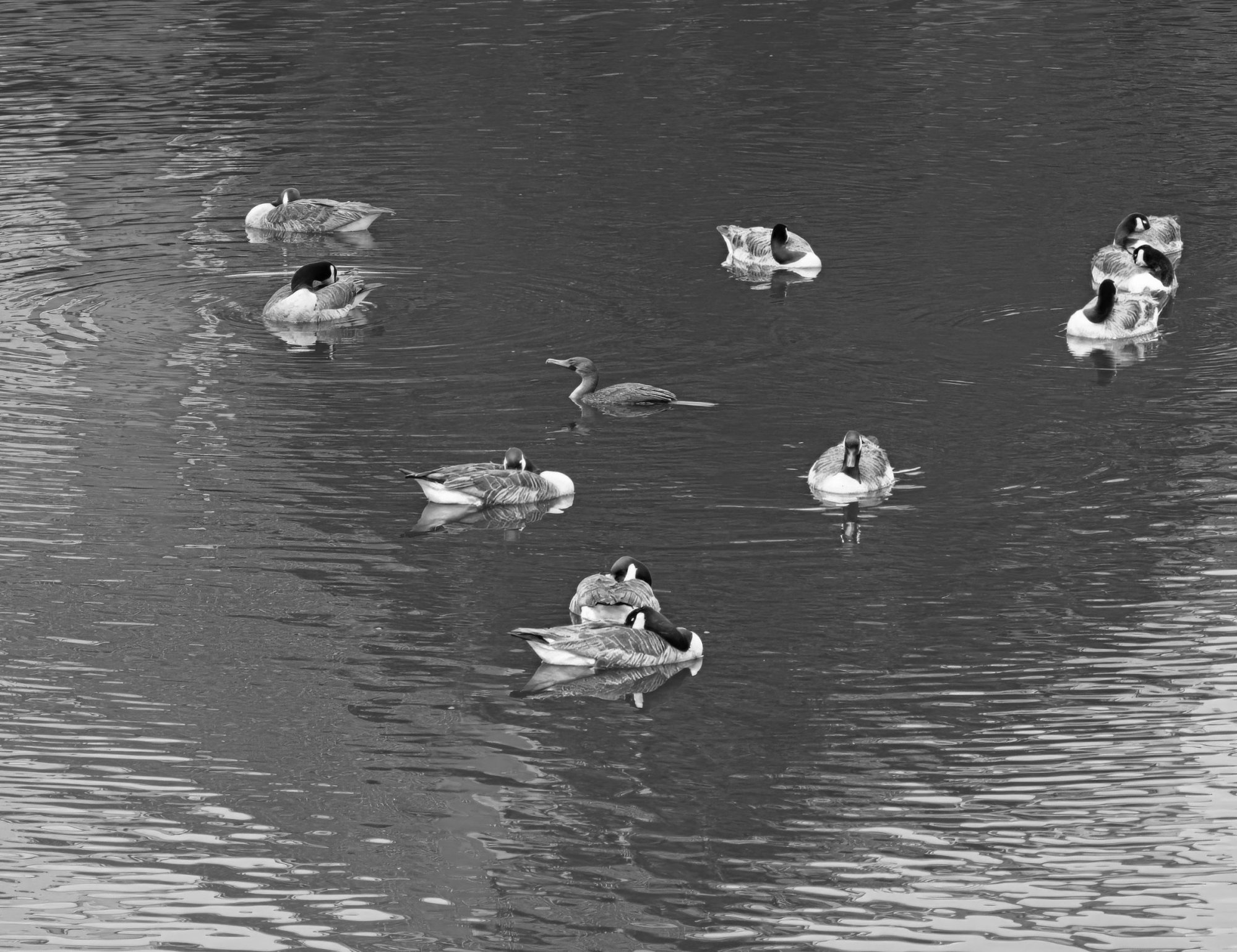 Passing Through the Sleeping Crowd (B&W).jpeg