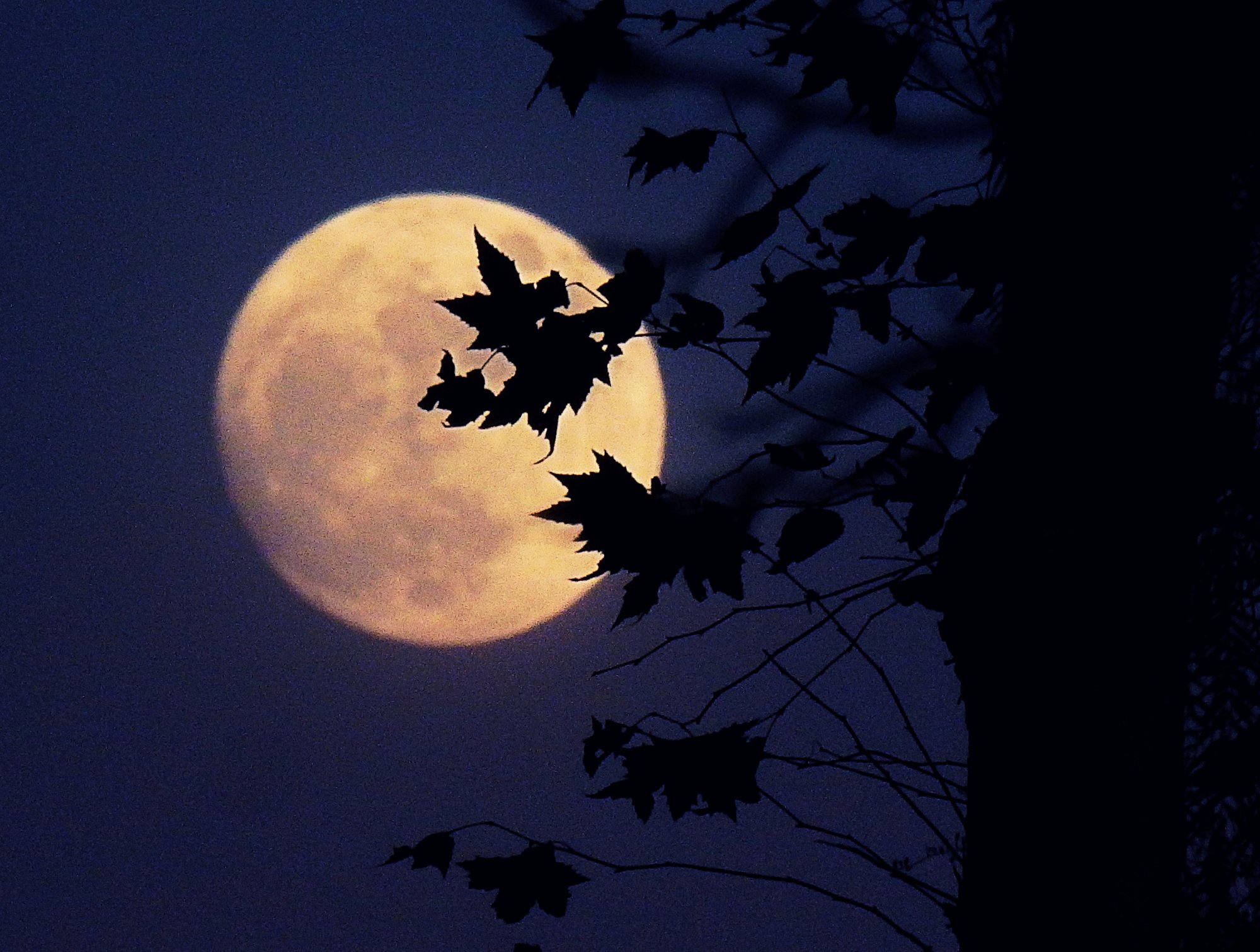 PC120012 moon behind sycamore x crop.jpg