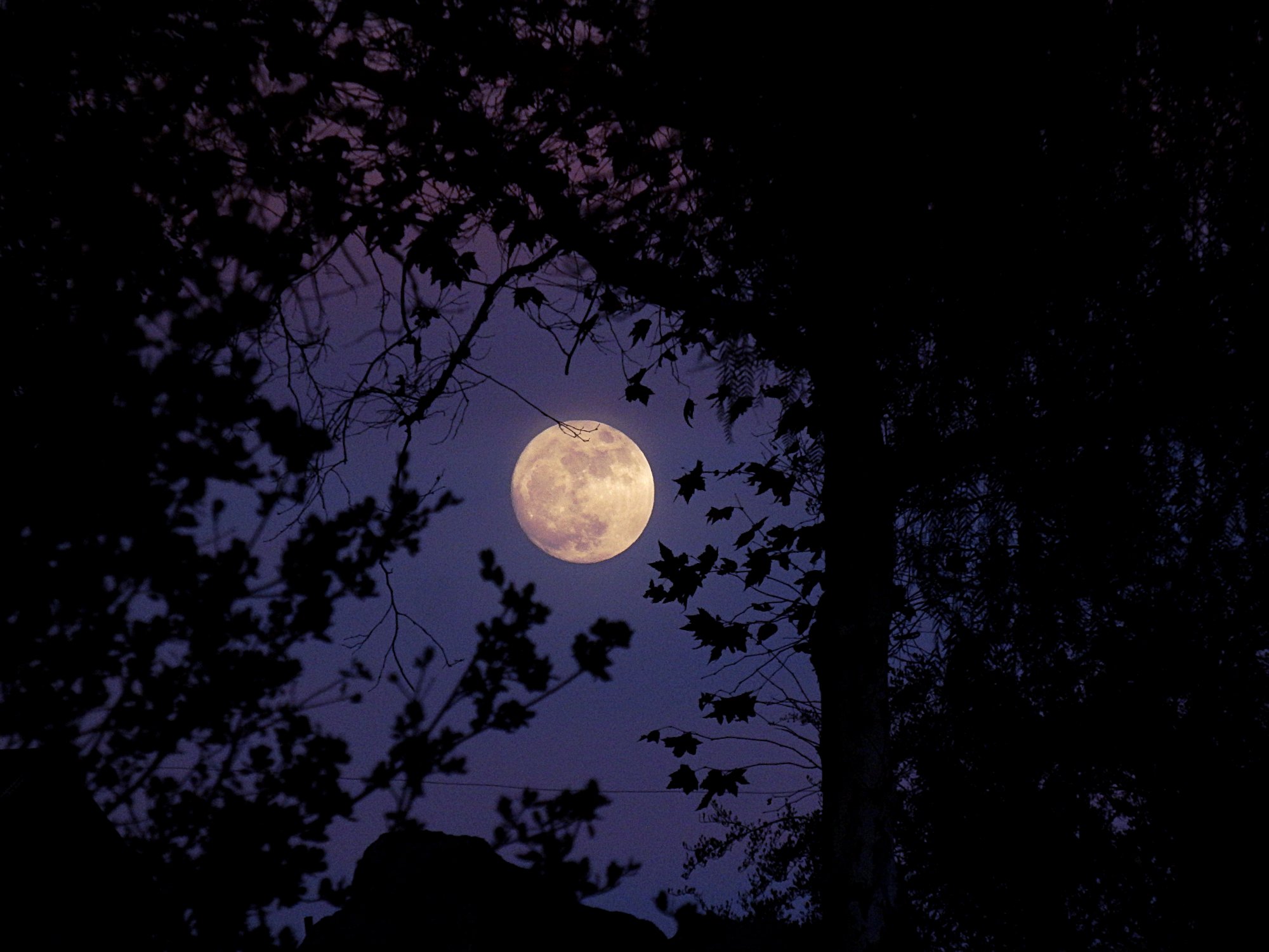 PC120022 full moon thru sycamore x2.jpg