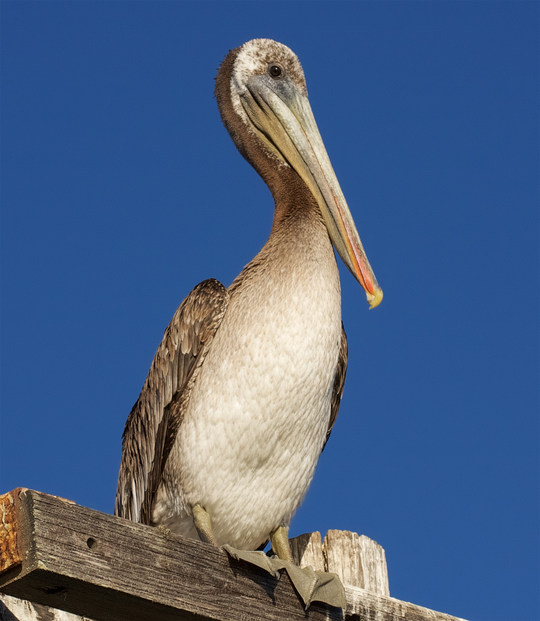 pelican.jpg