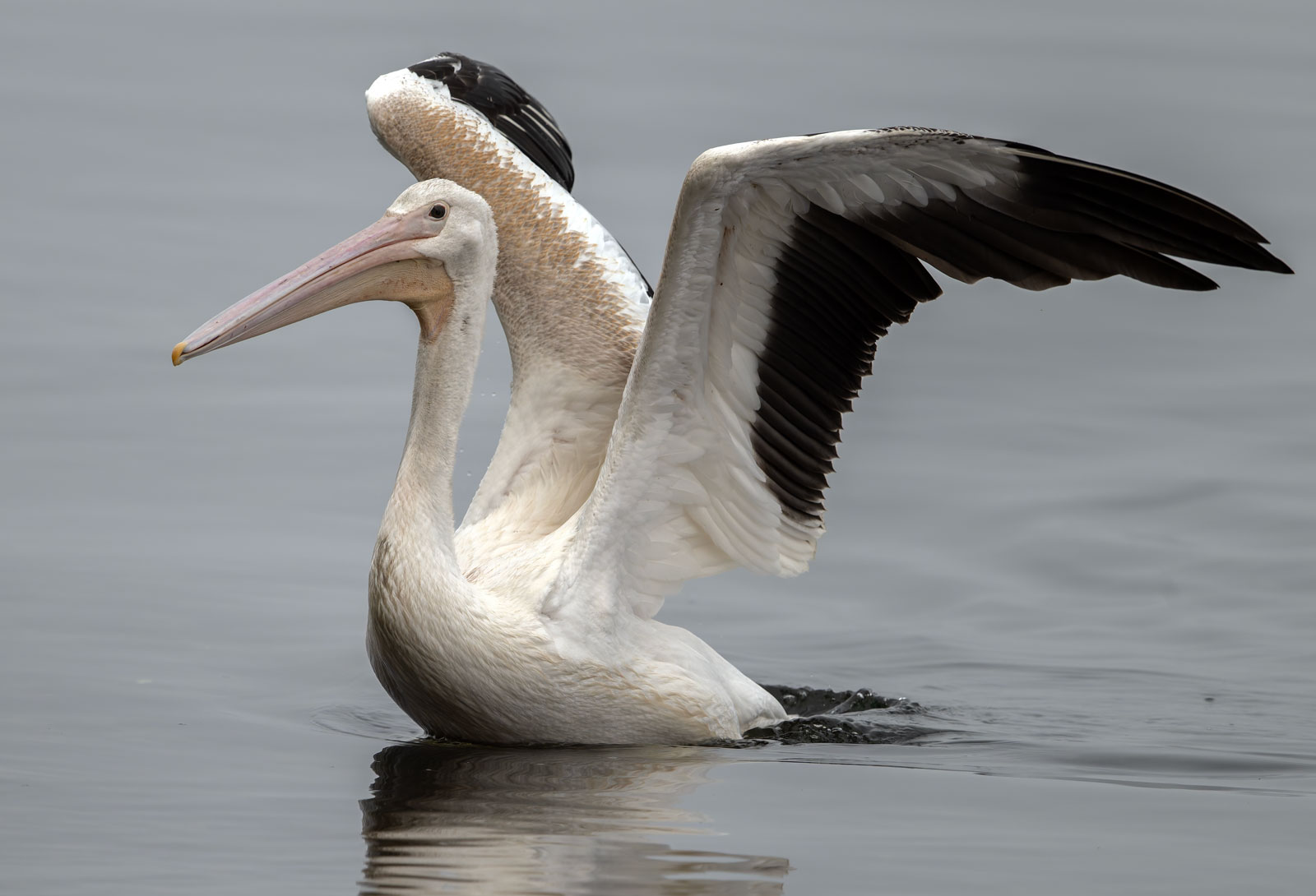 Pelican_GRH_6844_0250904_1600p.jpg