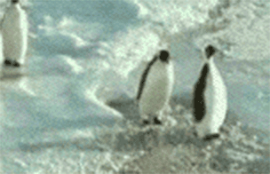 penguin-slap.gif