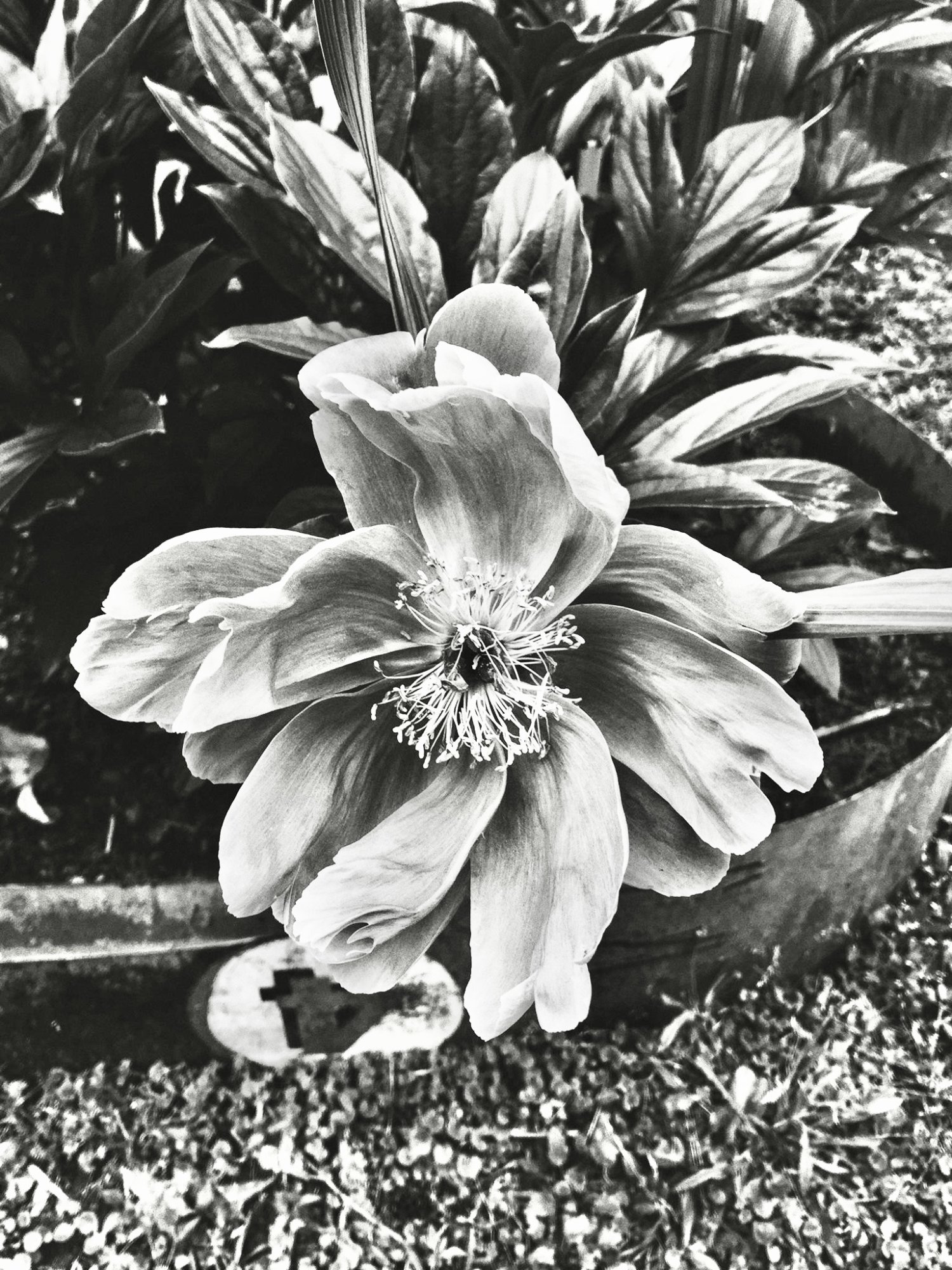peonyBW.jpg
