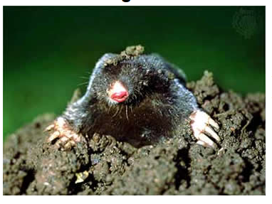 So I Found A Baby Mole What Do I Do Macrumors Forums