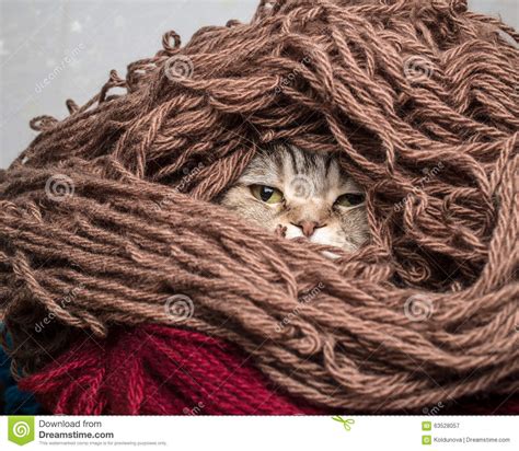 Pie Thread Cat.jpeg