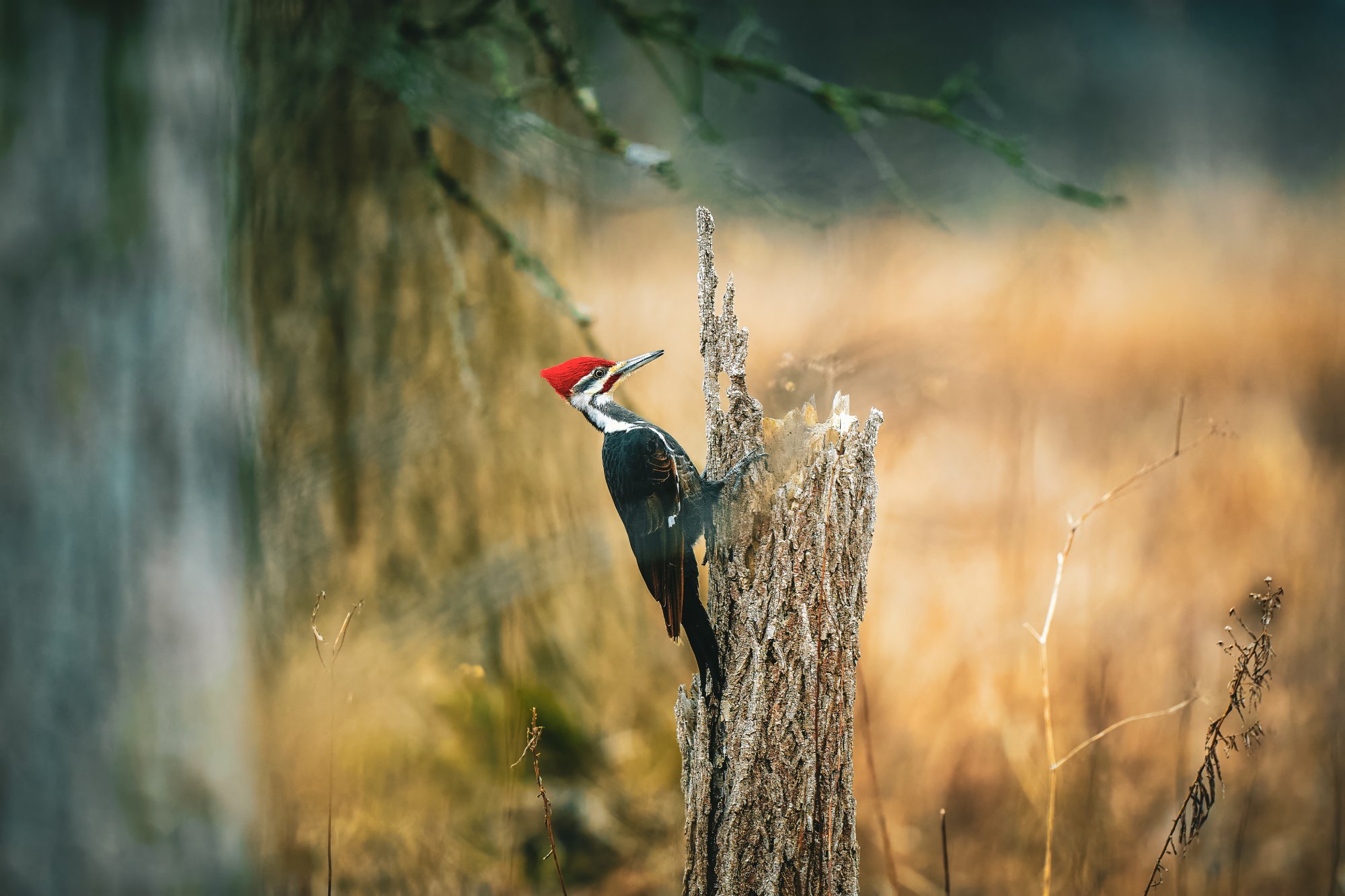 pileated-woodpecker-03-03-24-web.jpg