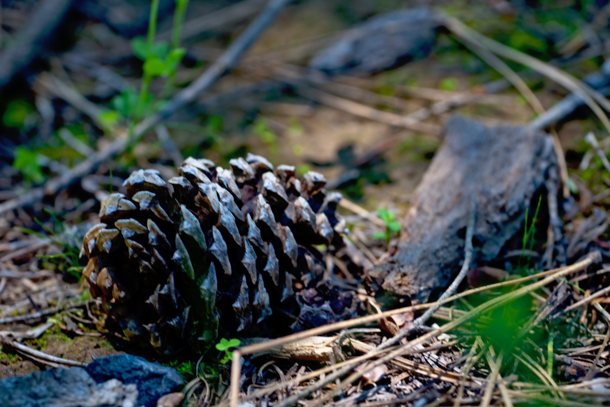 pinecone - 1.jpeg