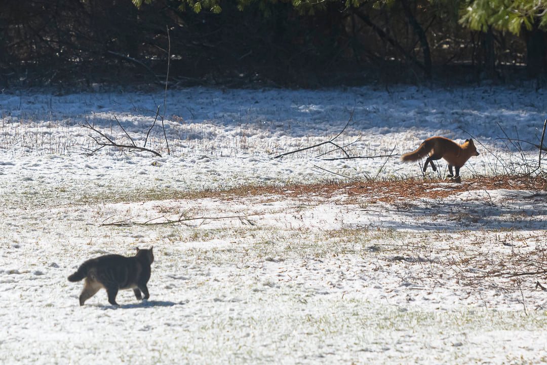 Pippin runs off a fox.jpg