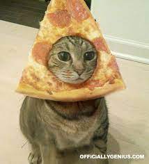 PIzza Cat.jpg