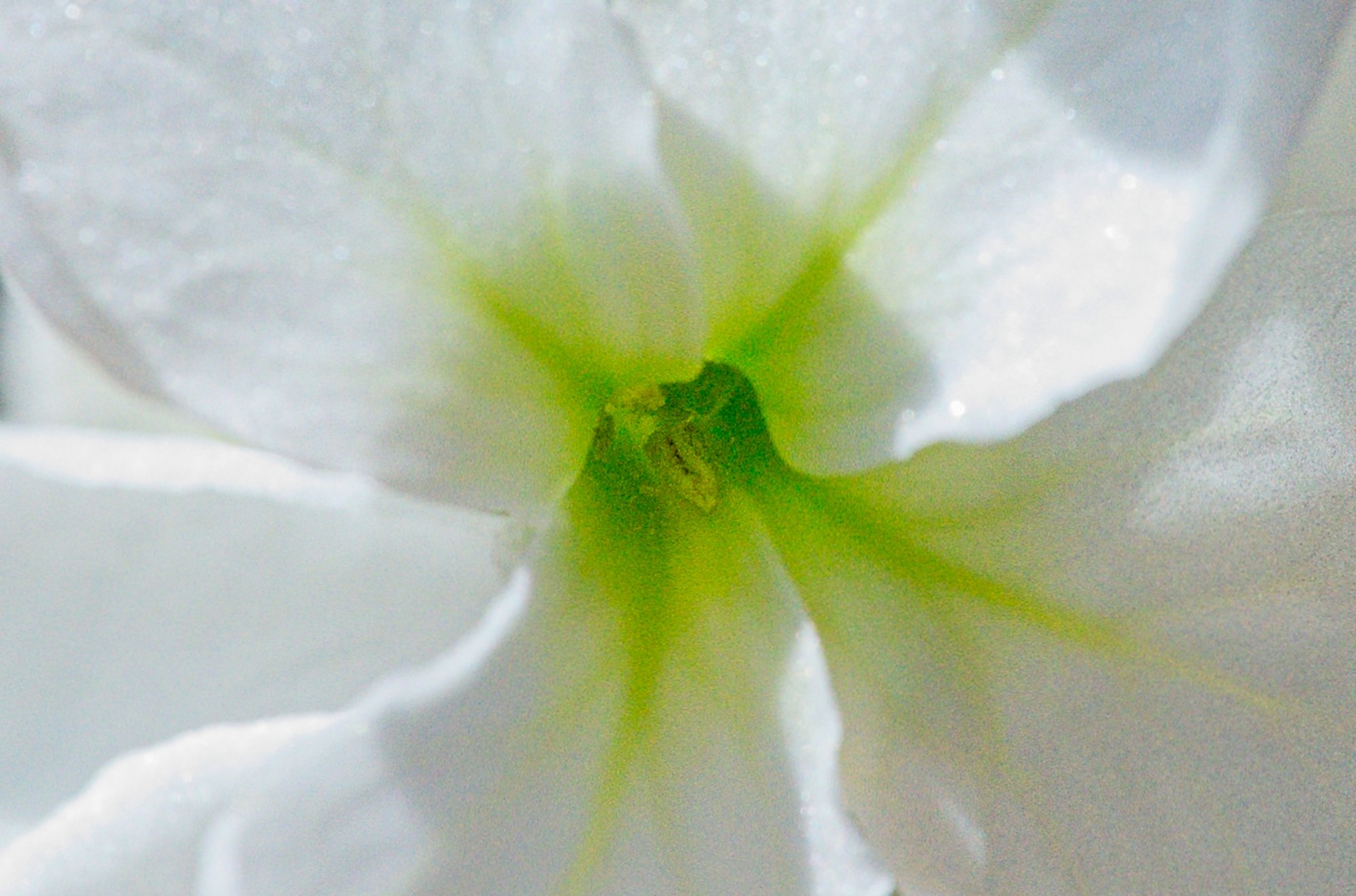 Pollen.jpeg