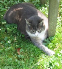 PorchkittyMay2007.jpg