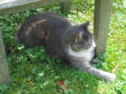 PorchKittyWinsARoundOfCatchTheWheatStalk.jpg