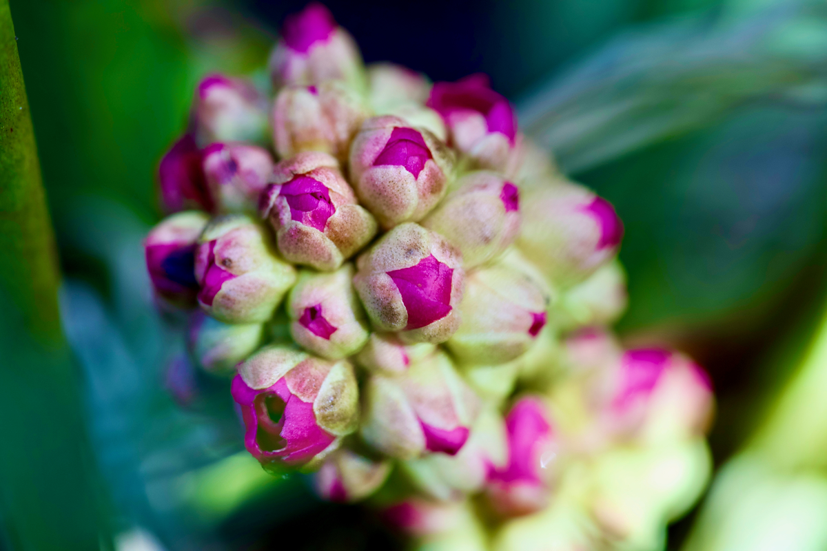 POTD April - 1_a 2.jpeg