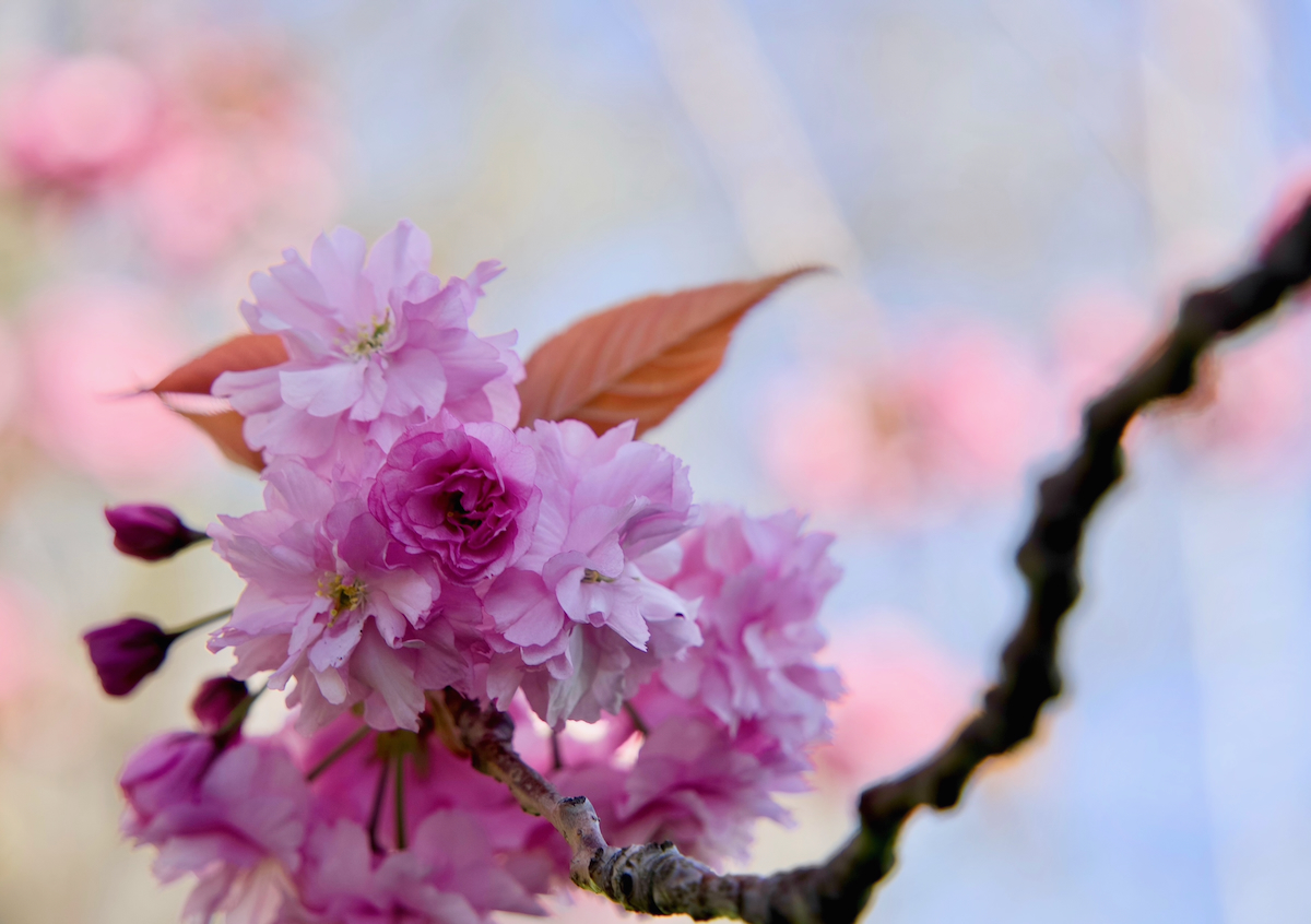 POTD April - 1_a.jpeg