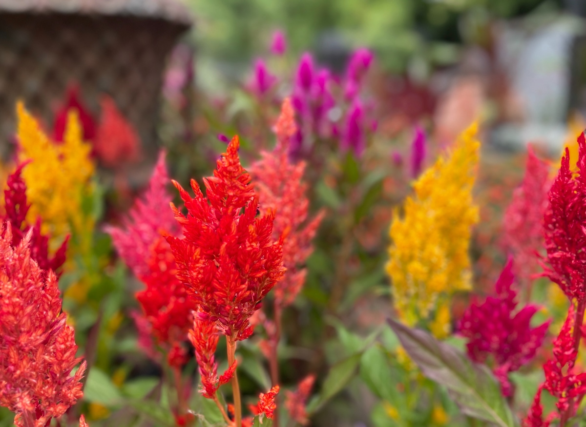 POTD August - 1 (3).jpeg