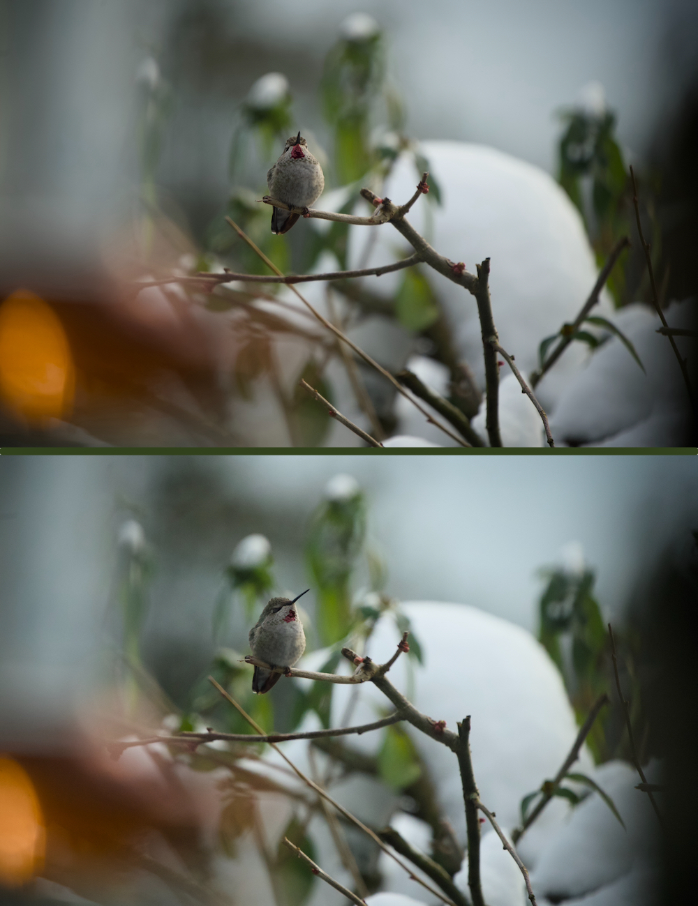 POTD February Diptych_a.jpeg