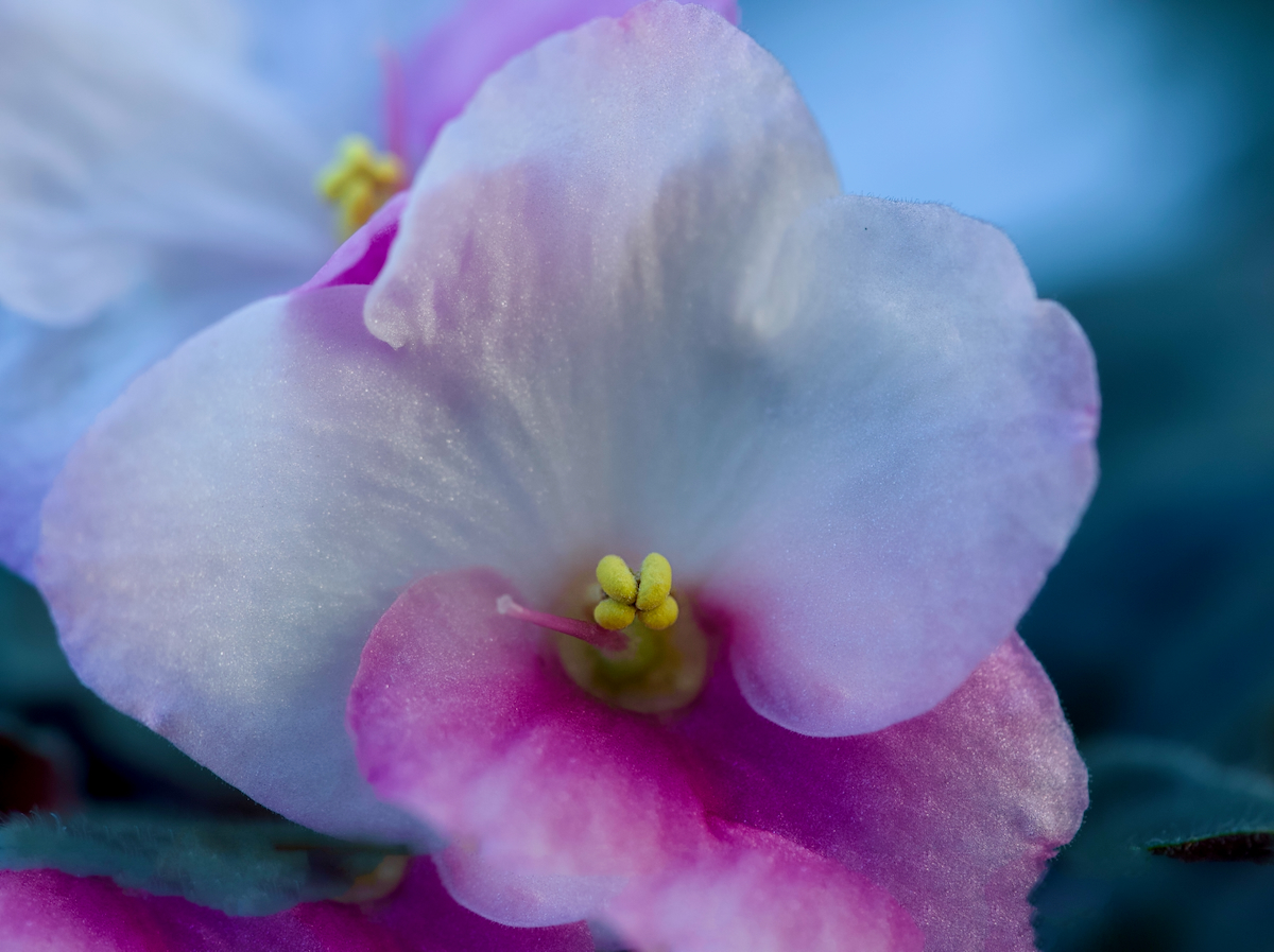 POTD January - 1 (5)_a.jpeg