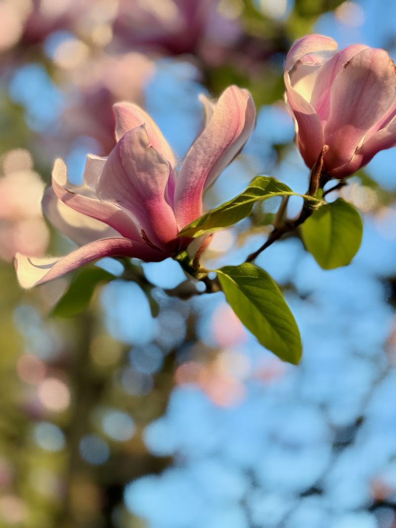 POTD May - 1_a 3.jpeg
