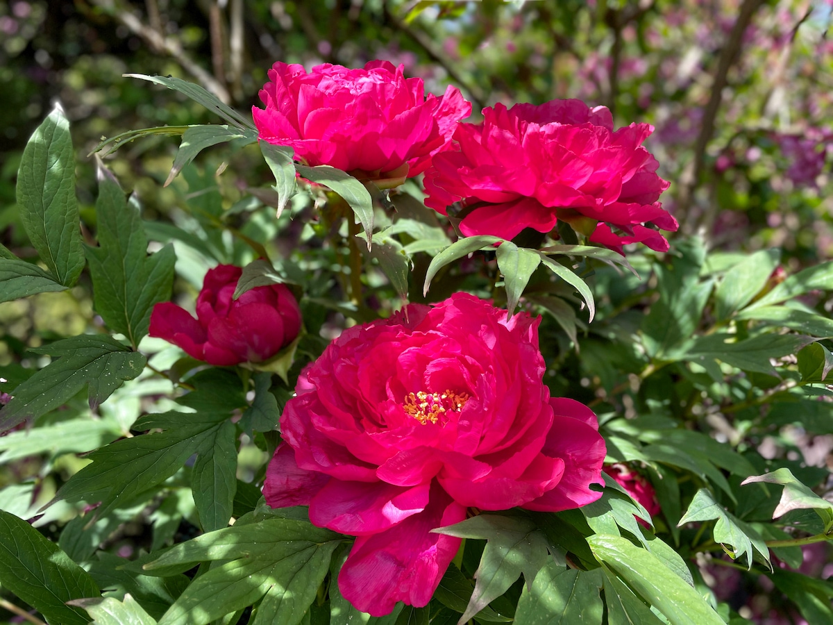 POTD May G.Peony - 1.jpeg