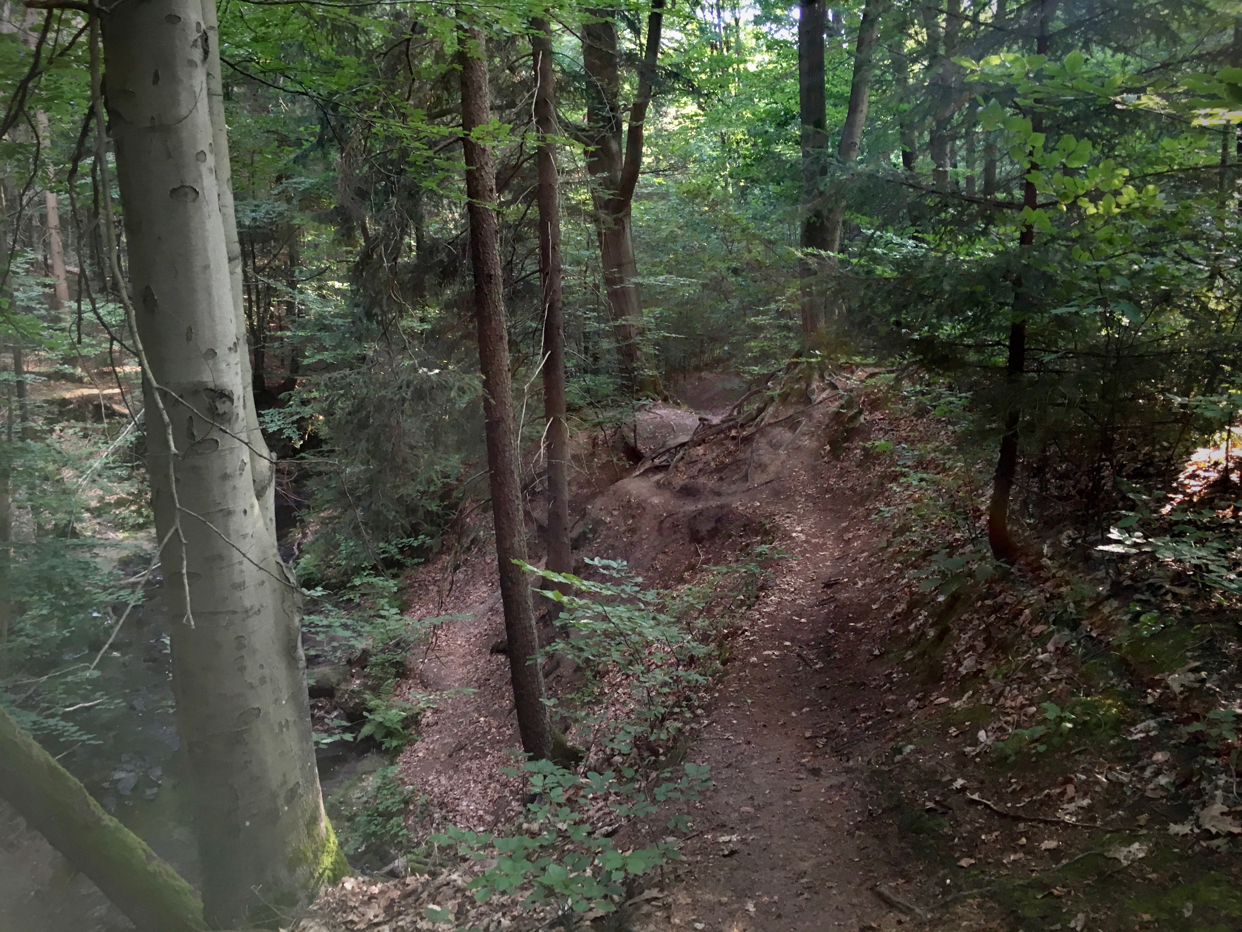 Priesnitz-Trail.jpg