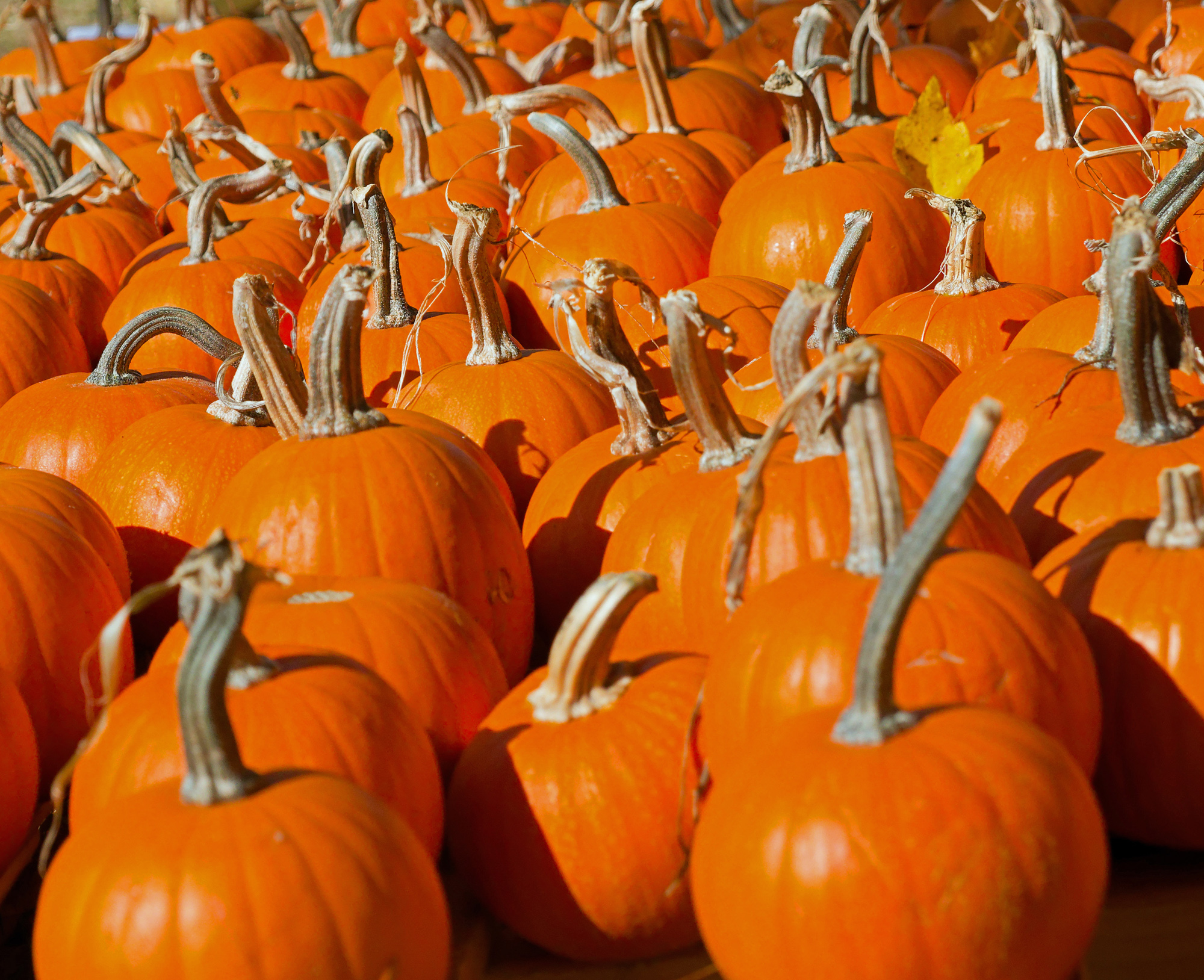 Punkins2k.jpg