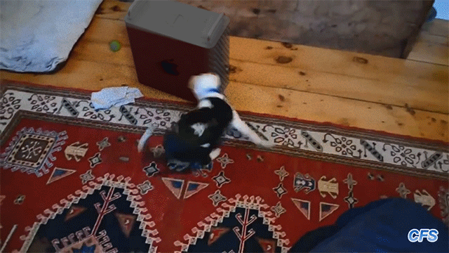 puppychasingpro.gif