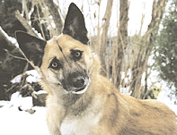 quizzicaldog1.gif~original.gif