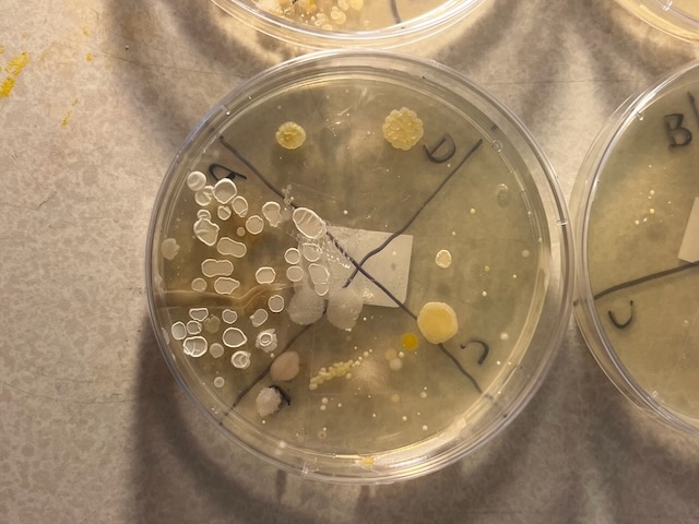 random-petri-dish.jpg