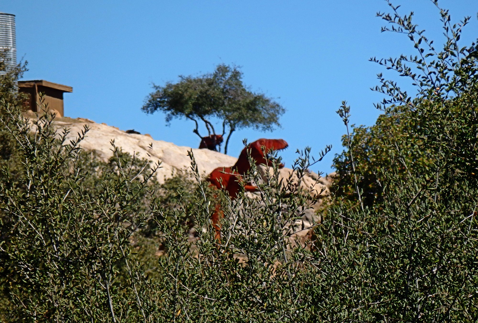 raptor on the loose x.jpg