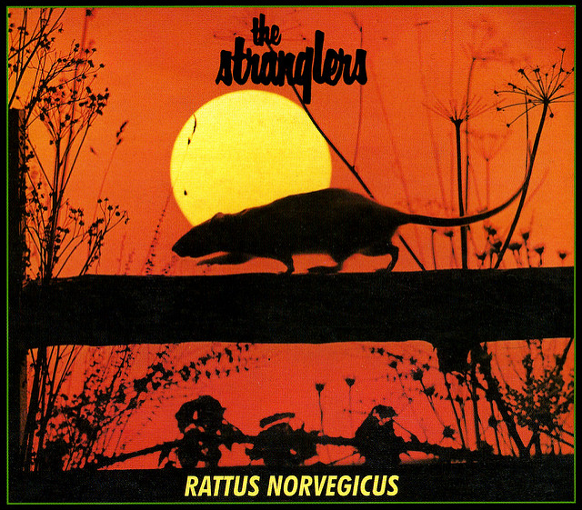 Rattus.jpg