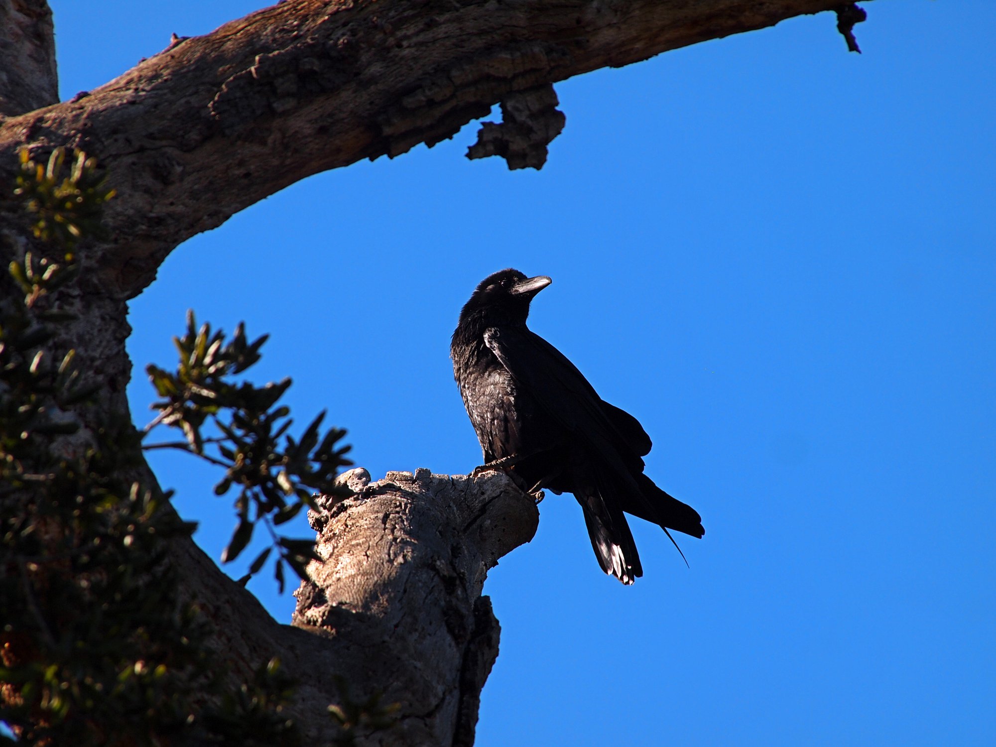 raven in oak x 2.20.25.jpg