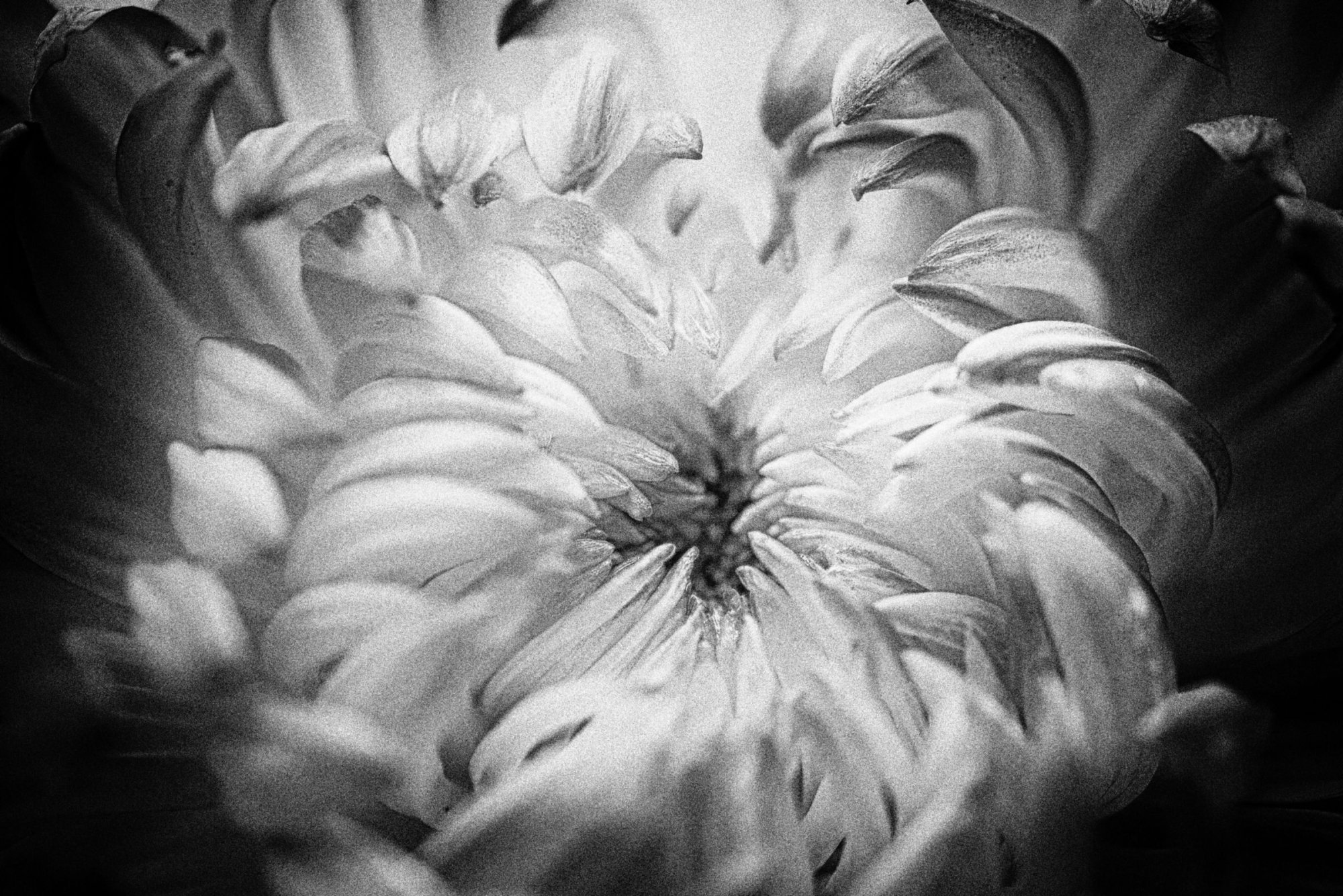 Reaching In (B&W).jpeg