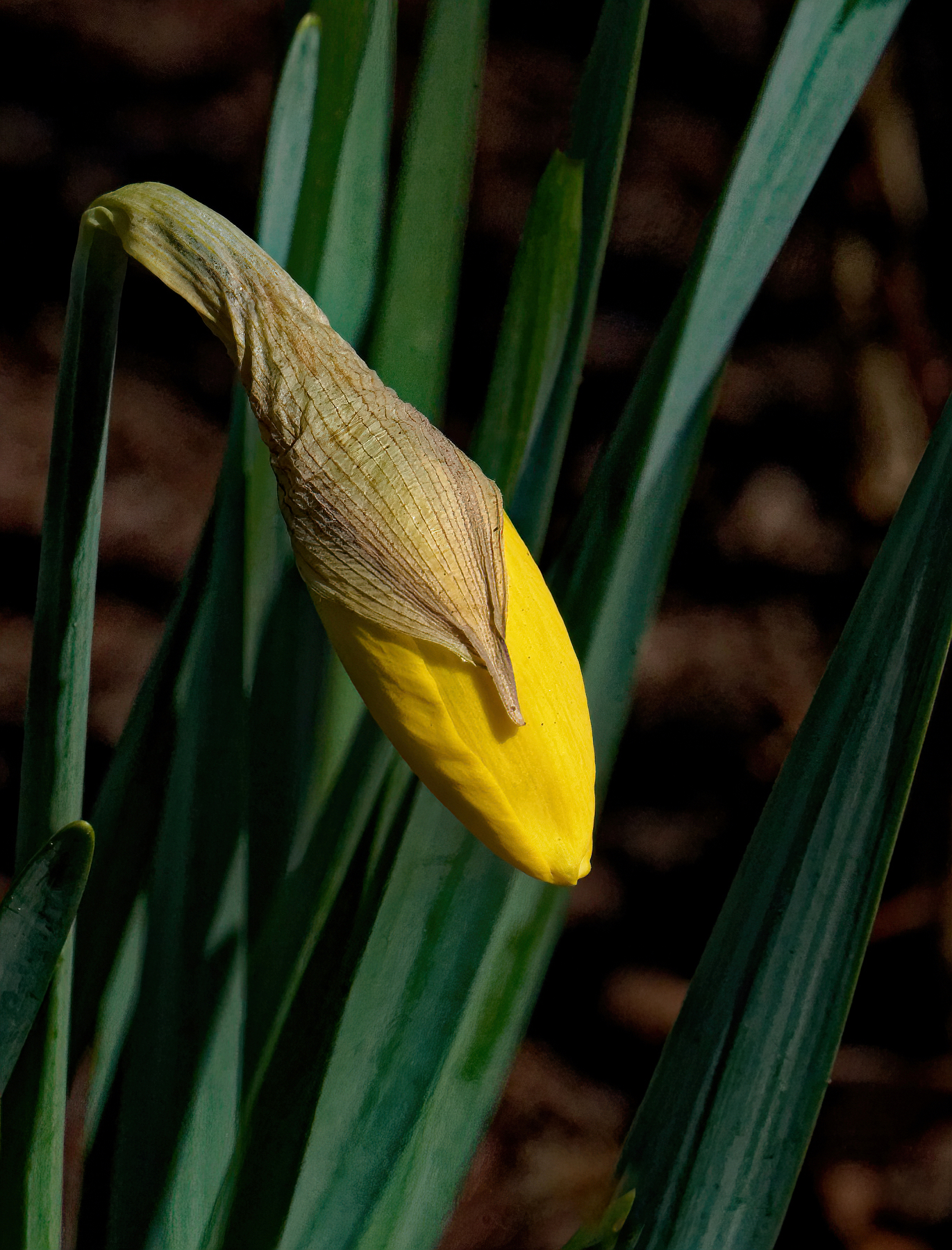 Ready to Bloom. 1jpeg.jpeg
