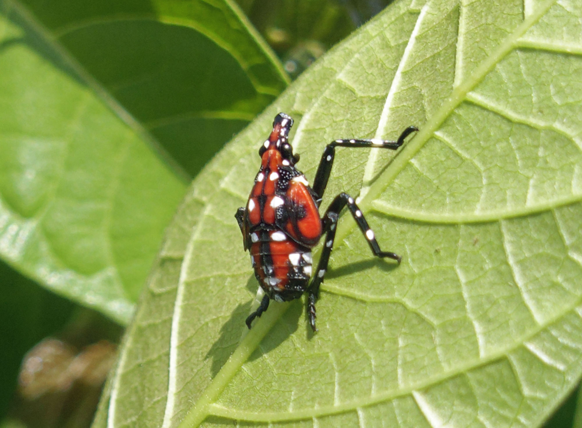 red lanternfly2k.jpg