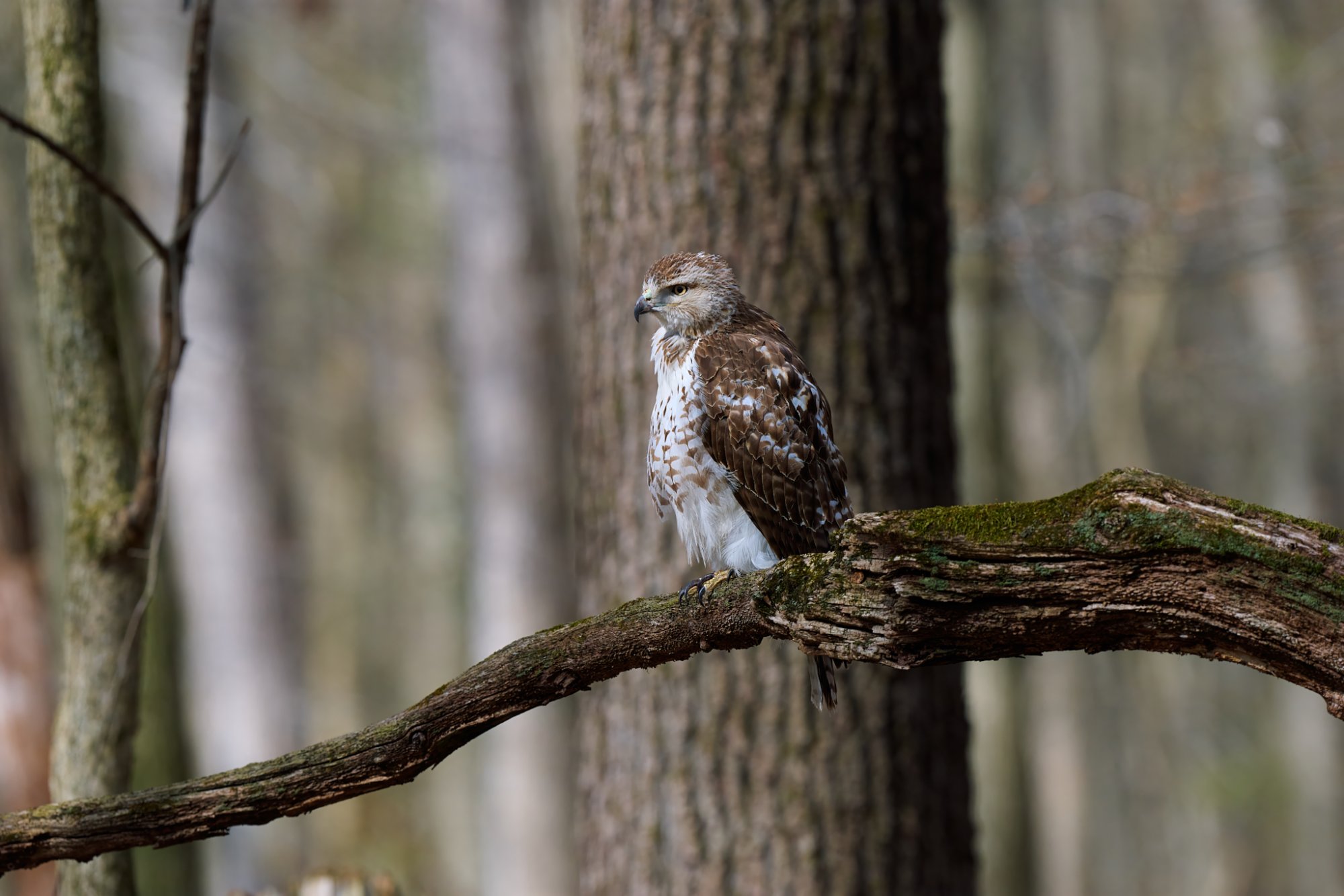 red-tailed-hawk-0016-24-07-29.jpg