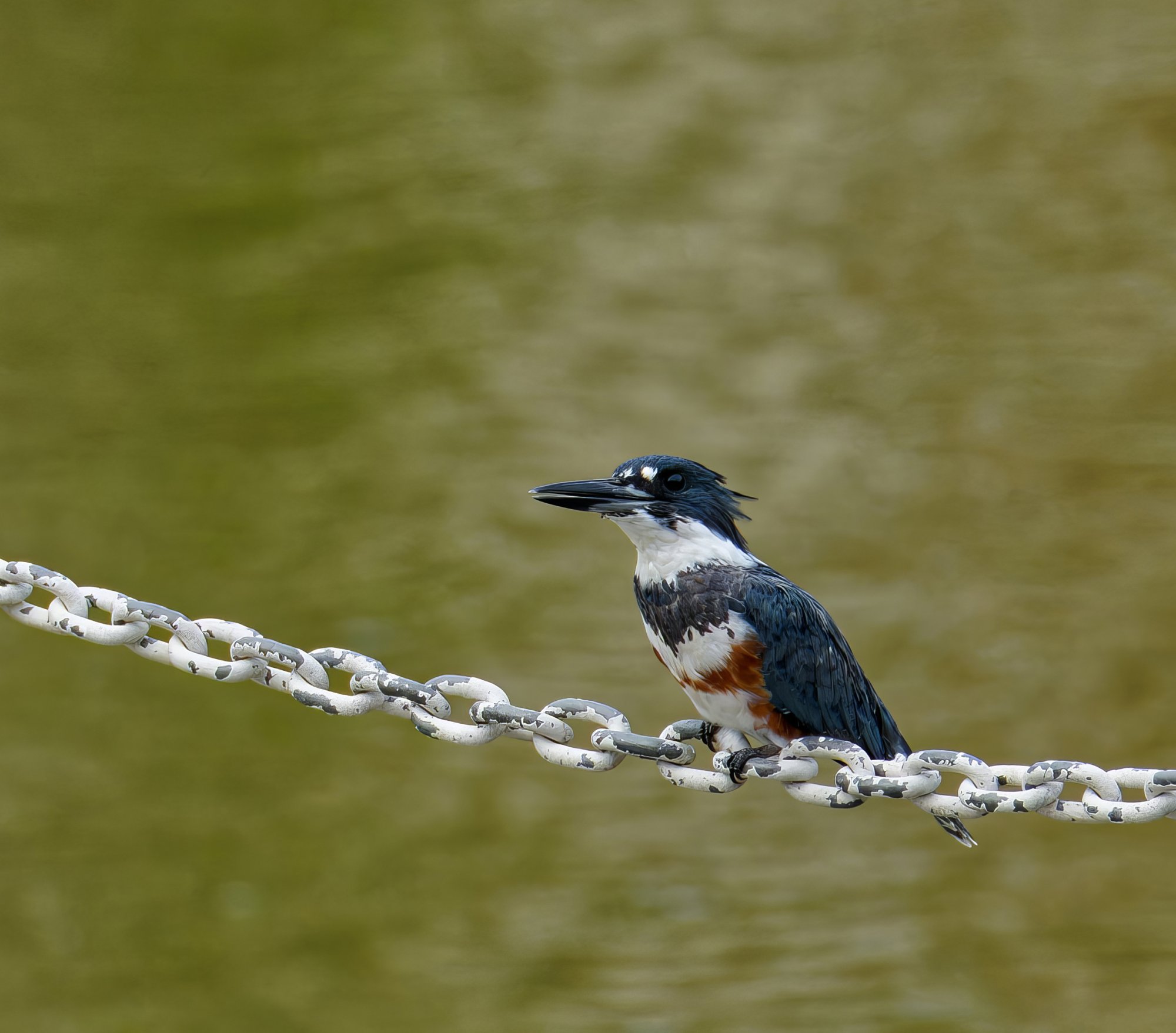 Reginald on the Chain.jpeg