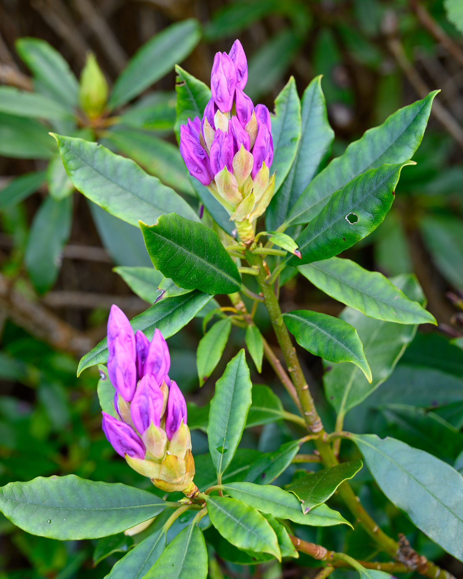 Rhododendron20220510.jpg