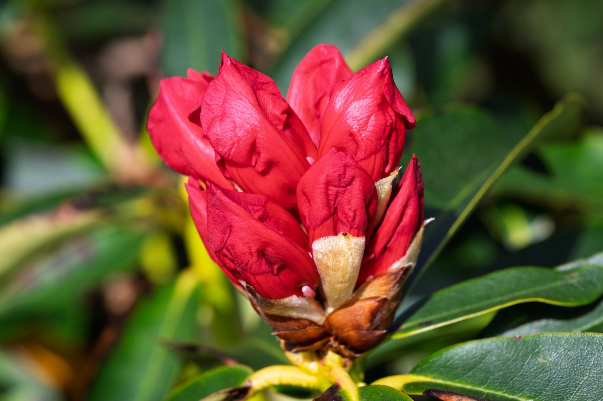 Rhododendron20250429-2.jpg