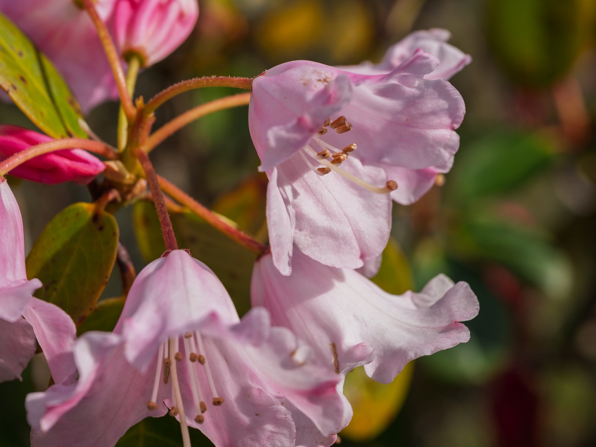 Rhododendron20250429-3.jpg
