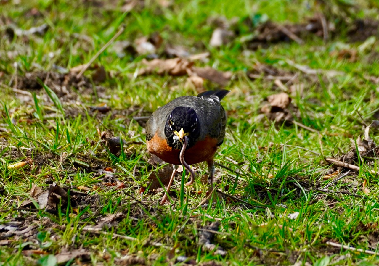 Robin catching a worm.jpg