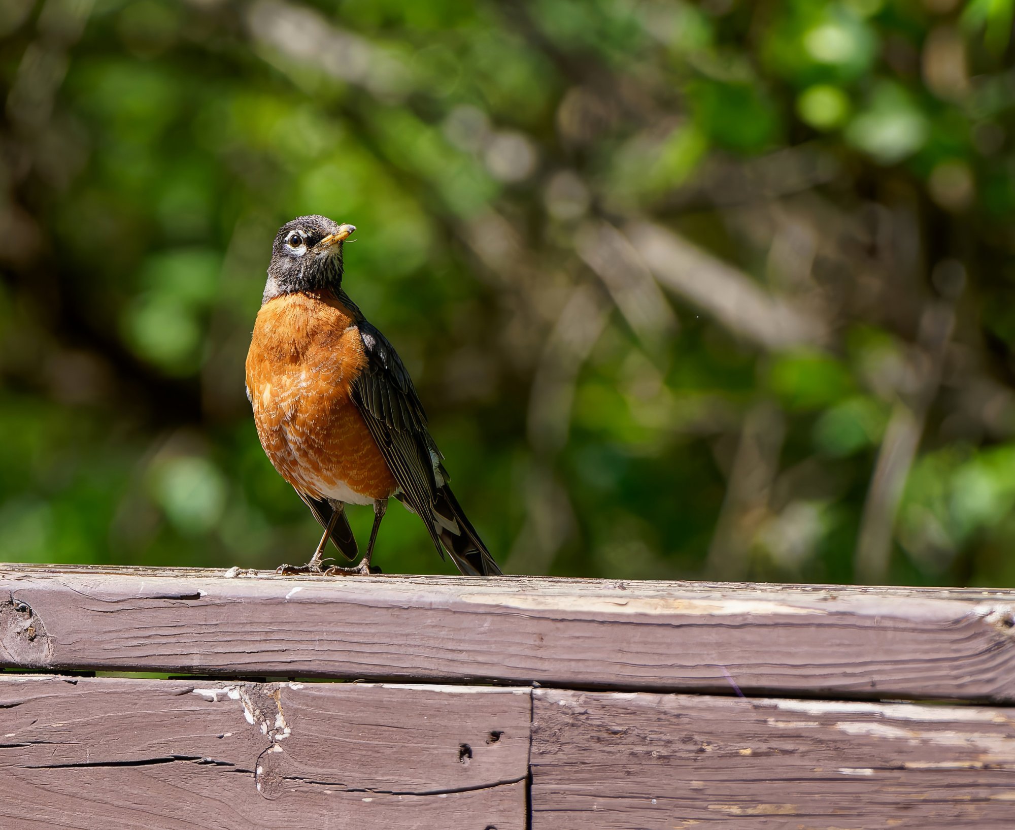 Robin Enjoying the Sun on the Footbridge.jpeg