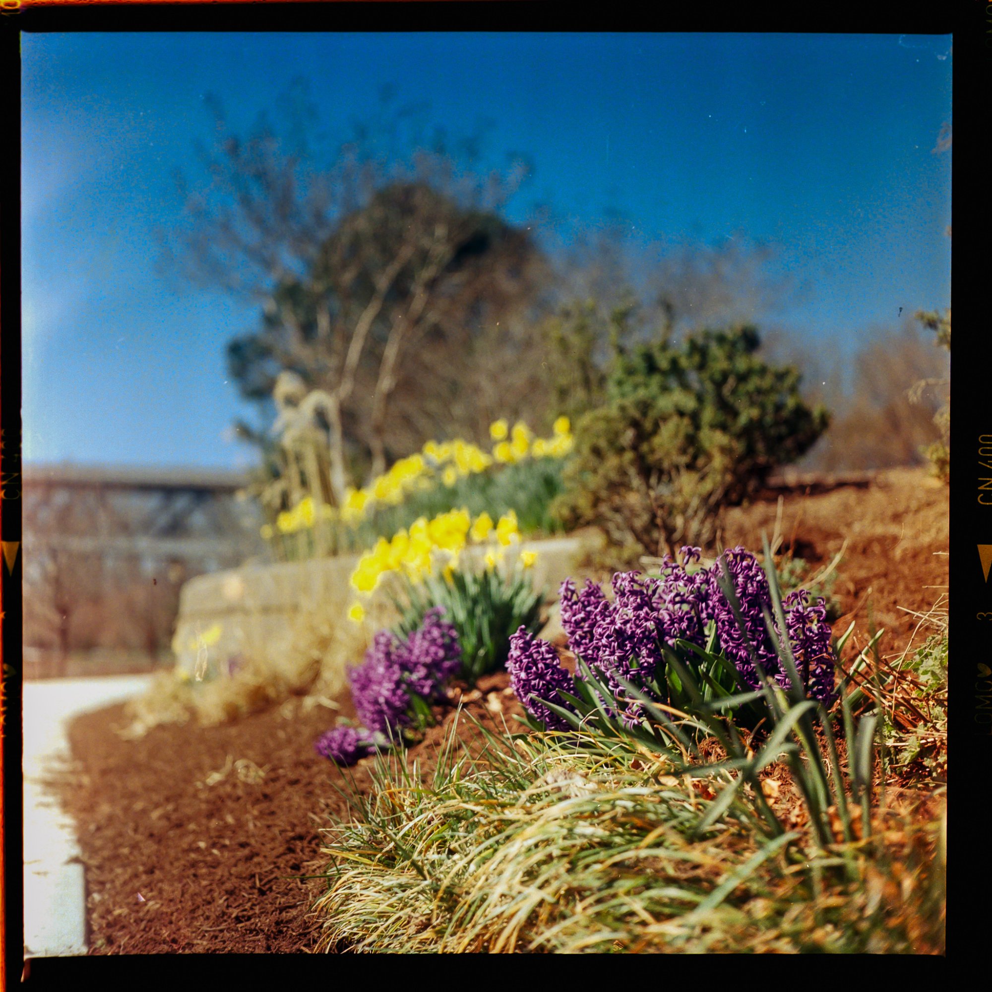Roll _5_YashicaMat124_2025_Image_03.jpg